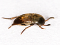 Ptomaphagus subvillosus